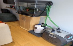 Axolotl reptiles for sale: Adult Axolotl with full setup - Image 3