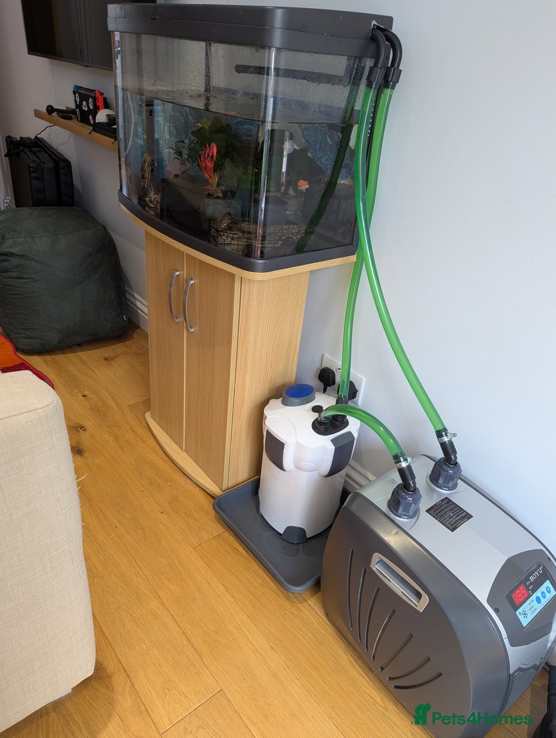 Axolotl reptiles for sale: Adult Axolotl with full setup - Image 3