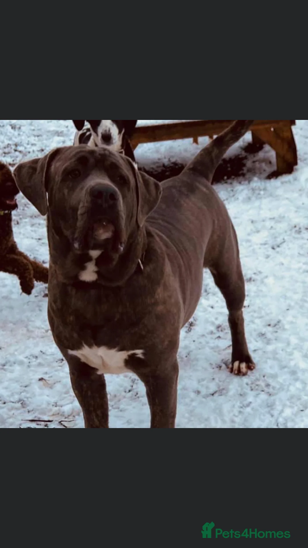 Cane Corso dogs for stud: Proven Cane Corso for stud in Leicester - Advert 8