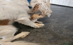 Cocker Spaniel dogs for sale: Beautiful cocker spaniel puppies - Image 7