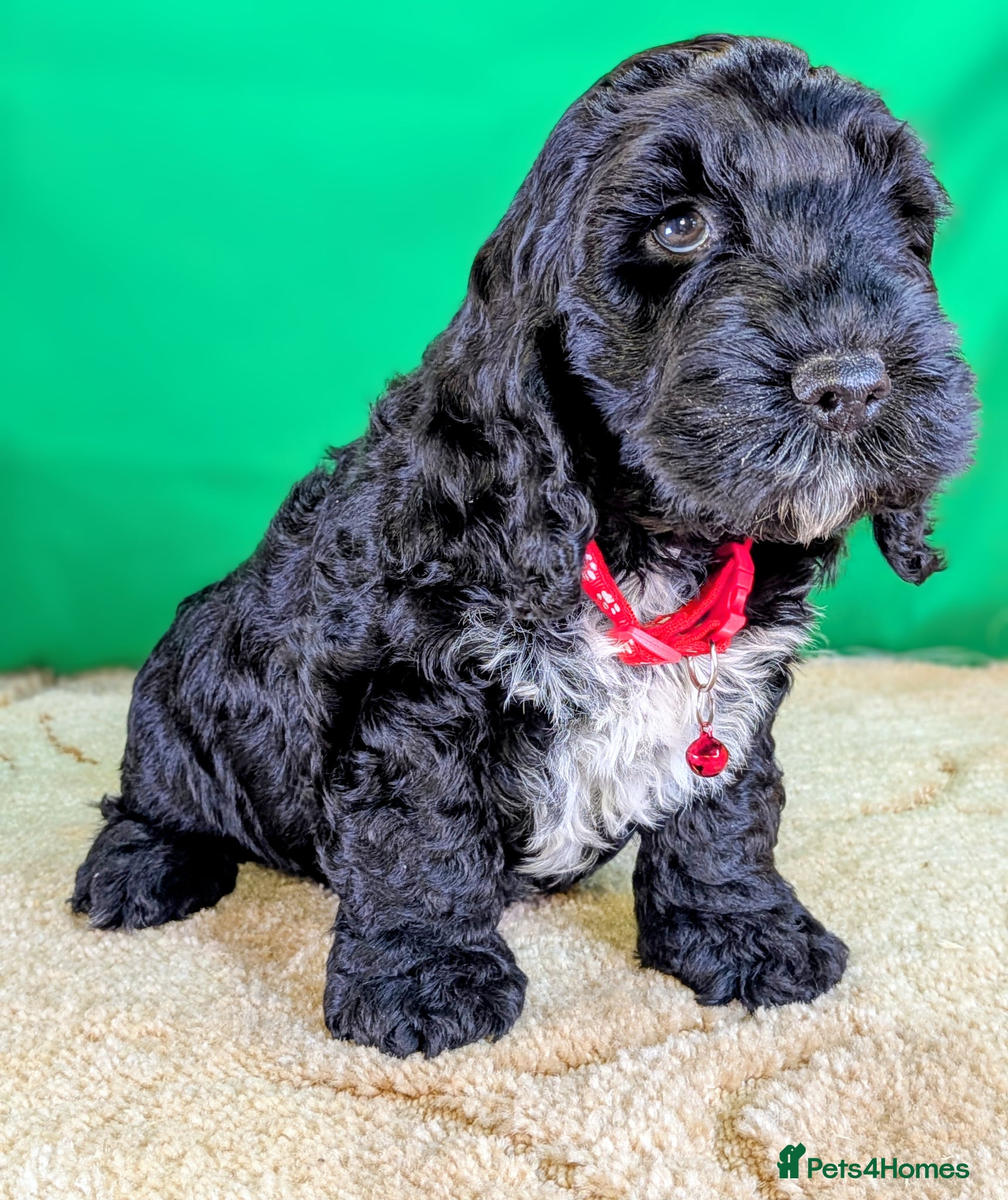 Cockapoo dogs Fully vaccinated F1 Cockapoo puppies - Advert 1