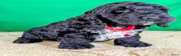 Cockapoo dogs for sale: 🐾 Your New Best Friend is Waiting! 🐾 - Advert 6