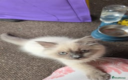British Longhair cats for sale: British longhair/free - Image 4
