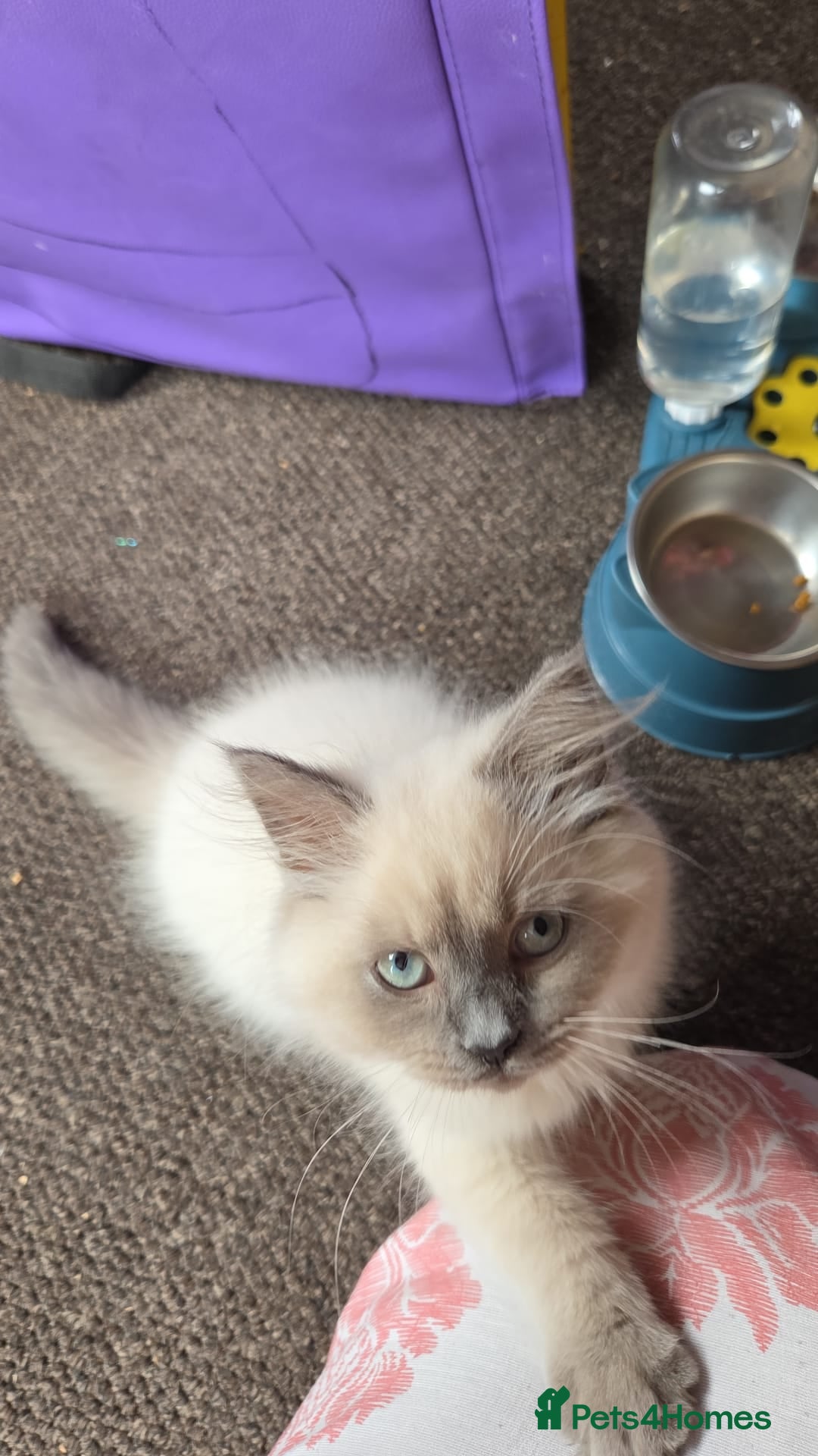 British Longhair cats for sale: British longhair/free - Image 4