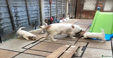 Cockapoo dogs Beautiful Lemon & white puppies - Advert 12