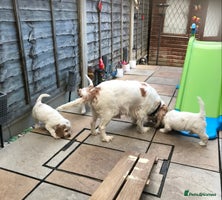 Cockapoo dogs Beautiful Lemon & white puppies - Advert 11