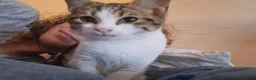 Mixed Breed cats for sale: Test Advert: Petras cats - Advert 1