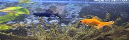 Goldfish fish for sale: One gold fish and one Blackmore  in Weston-super-Mare - Advert 3