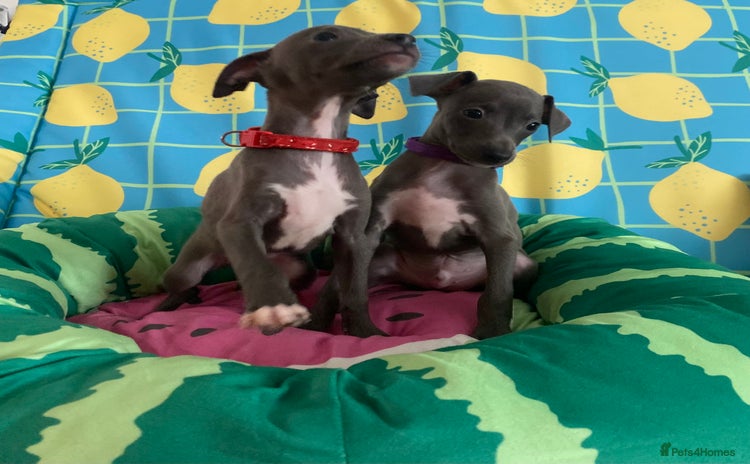 Italian Greyhound dogs - Advert 1