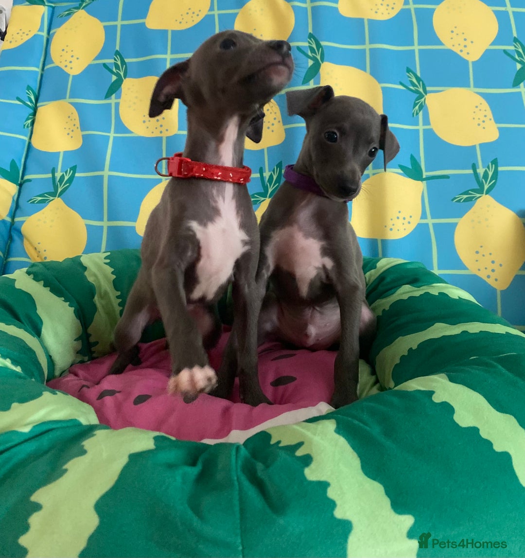 Italian Greyhound dogs for sale: Ready now 6 stunning blue boys kc reg - Image 2
