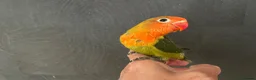 Lovebirds birds for sale: Lovebirds for Sale - Advert 5