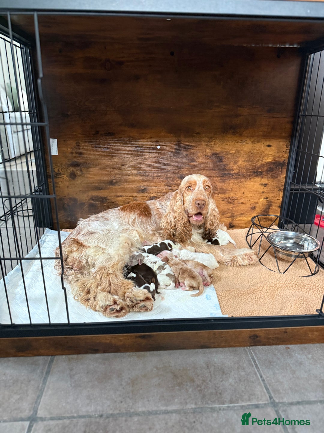 Cocker Spaniel dogs for sale: Show type cocker spaniels  - Image 2
