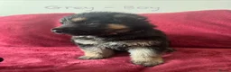 German Shepherd dogs for sale: Stunning Family Raised German Shepherd Puppies - Advert 13