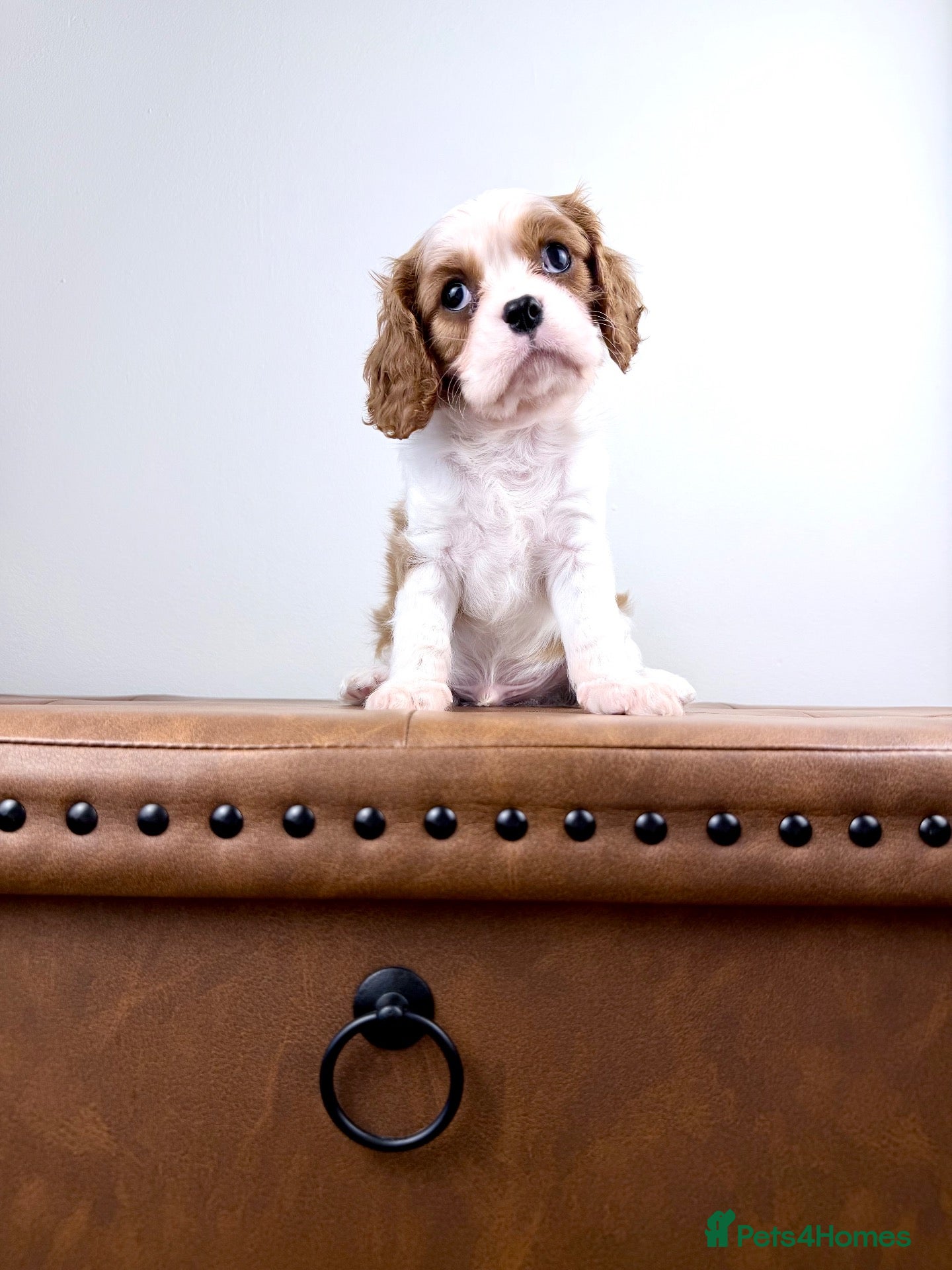 Cavalier King Charles Spaniel dogs KC registered Cavalier King Charles Spaniel.  - Advert 2