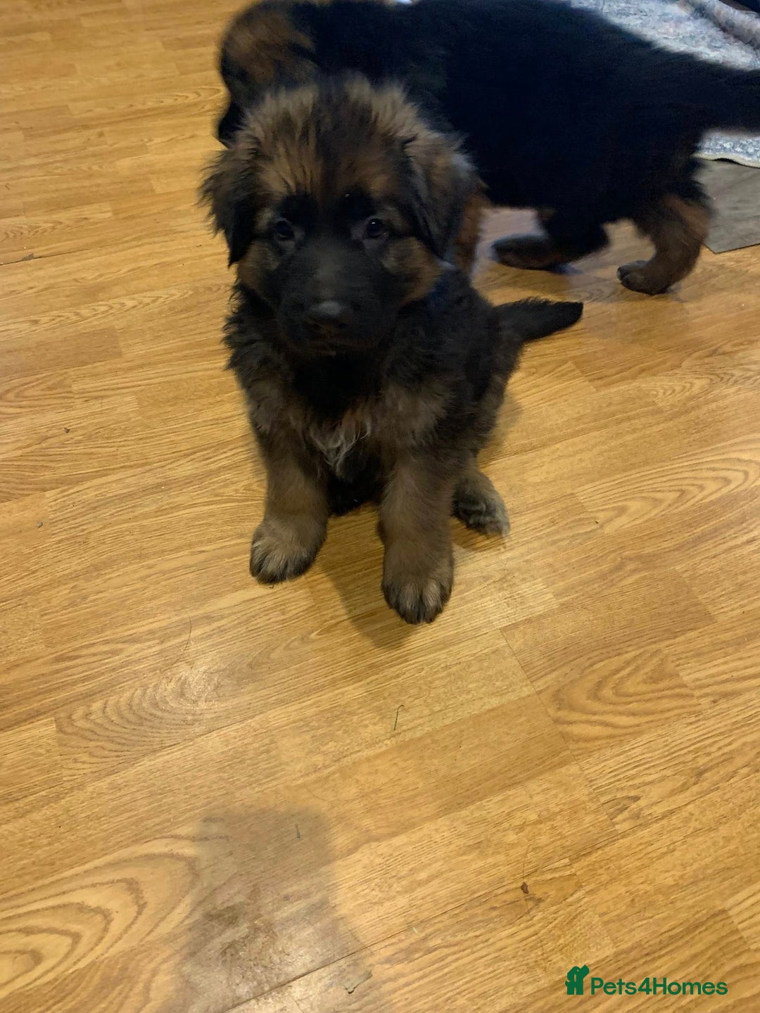 German Shepherd dogs for sale: For sale German Shepherd puppies - Advert 12