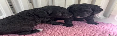 Cockapoo 4