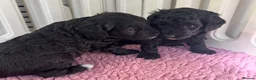 Cockapoo dogs for sale: F1b cockerpoos available to reserve  - Advert 2