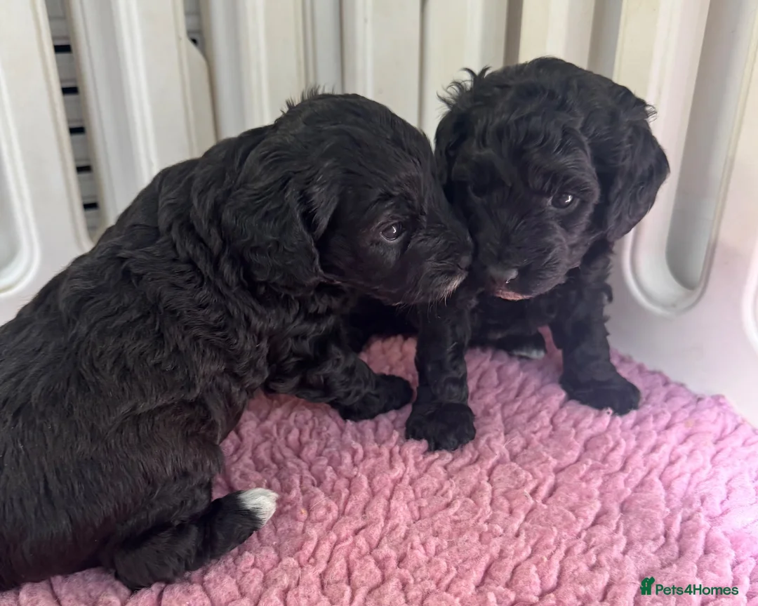Cockapoo dogs for sale: F1b cockerpoos available to reserve  - Advert 2