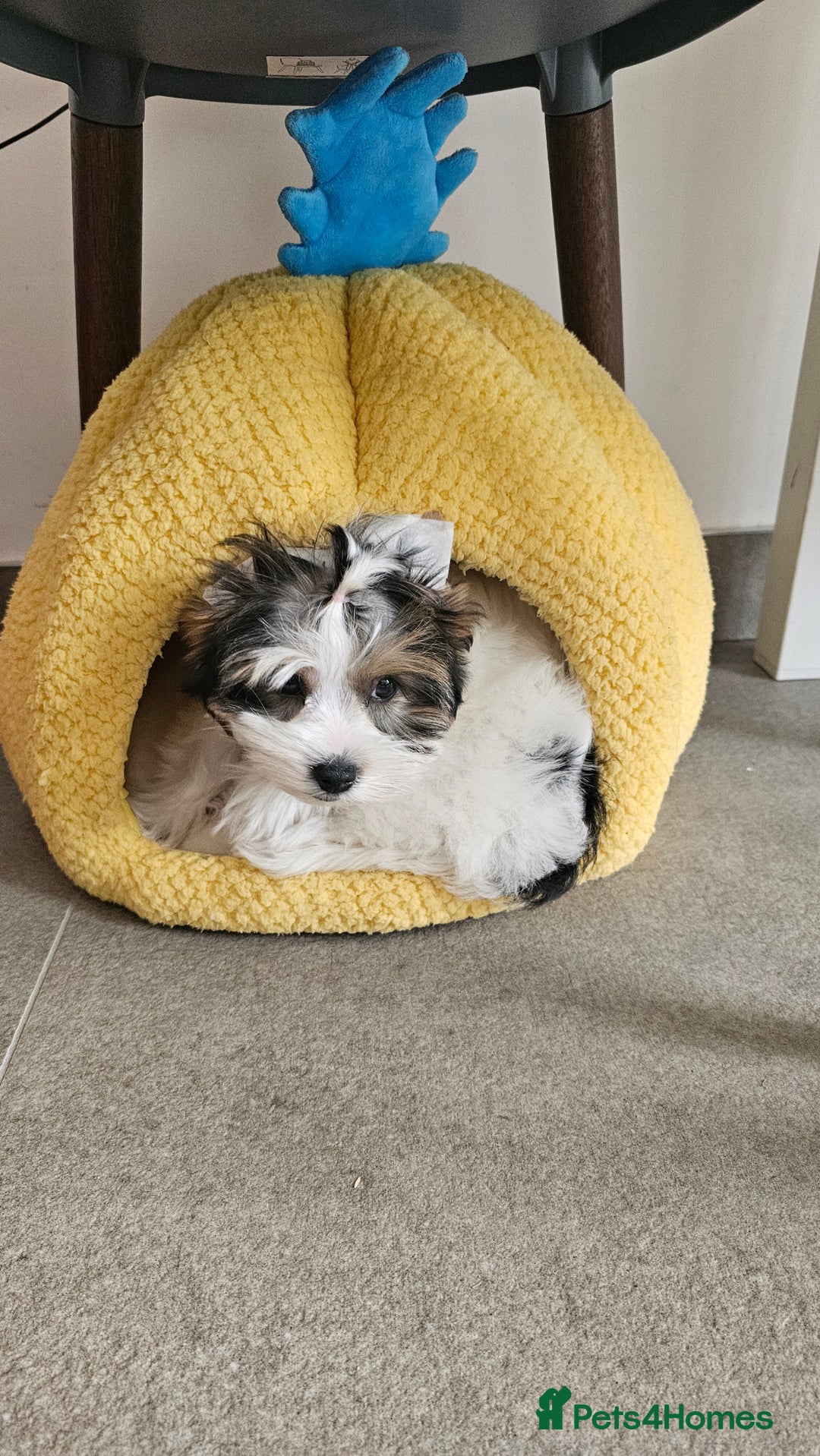 Biewer Terrier dogs for sale: Last girl Pure Biewer yorkshire terrier  - Image 7