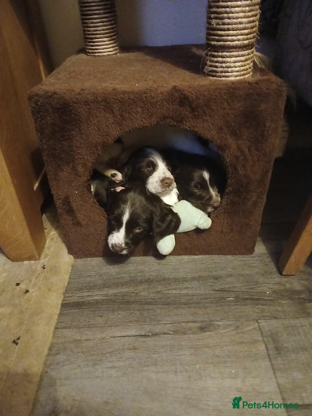 English Springer Spaniel dogs for sale: English Springer Spaniel liver & white pups - Advert 34