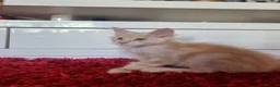 Maine Coon cats for sale: Beautiful Maine Coon Kittens READY TO LEAVE - Advert 17