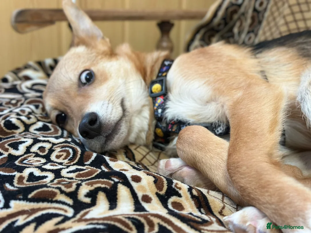 Mixed Breed dogs for adoption: 💙🐶 TUTTY 🐶💙 - Advert 8