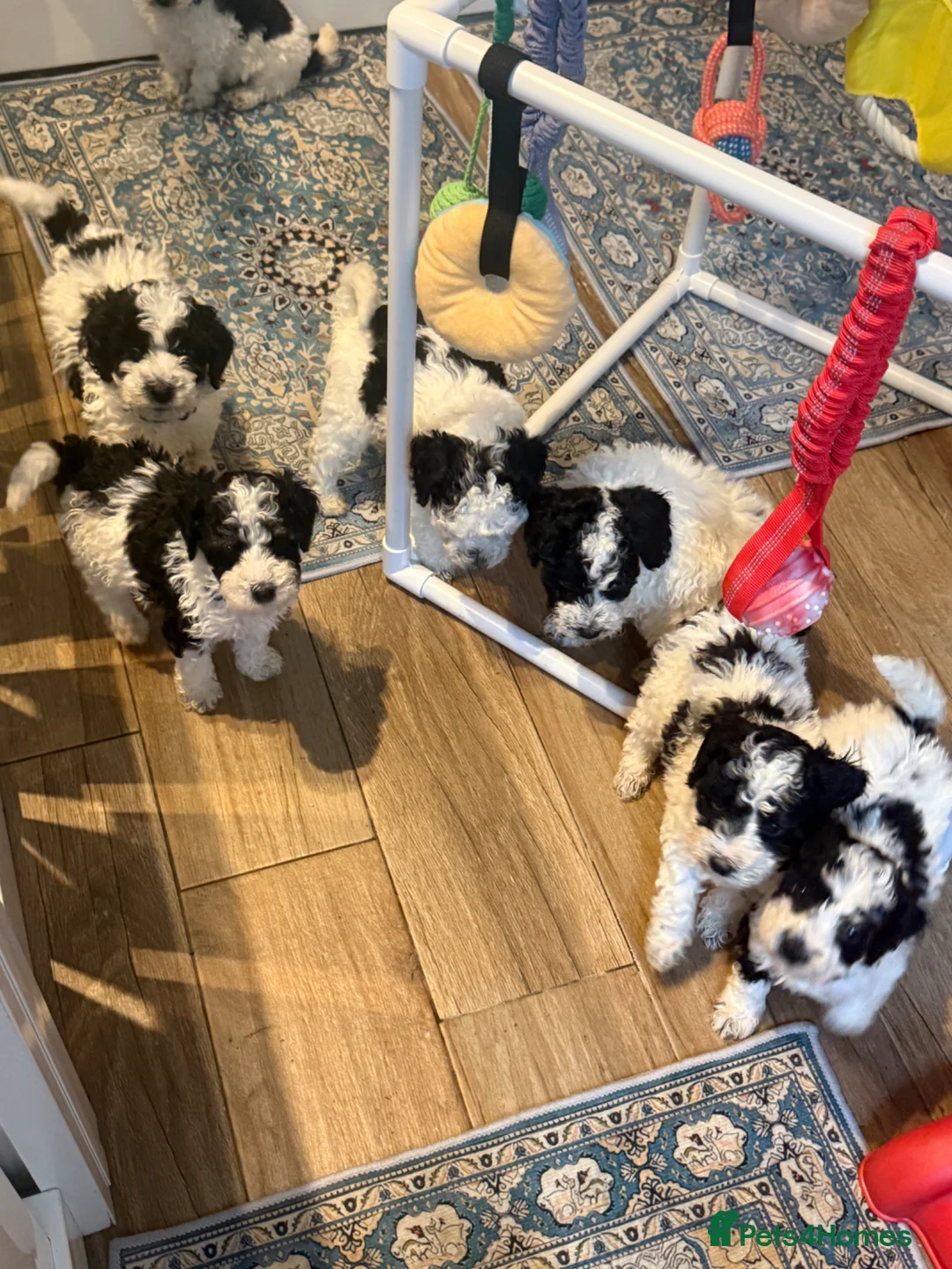 Miniature Poodle dogs for sale: KC parti colour miniature poodle puppies - Advert 2