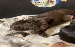 Cocker Spaniel dogs for sale: Stunning KC Reg Cocker Spaniel Pups Choco/Black - Image 28
