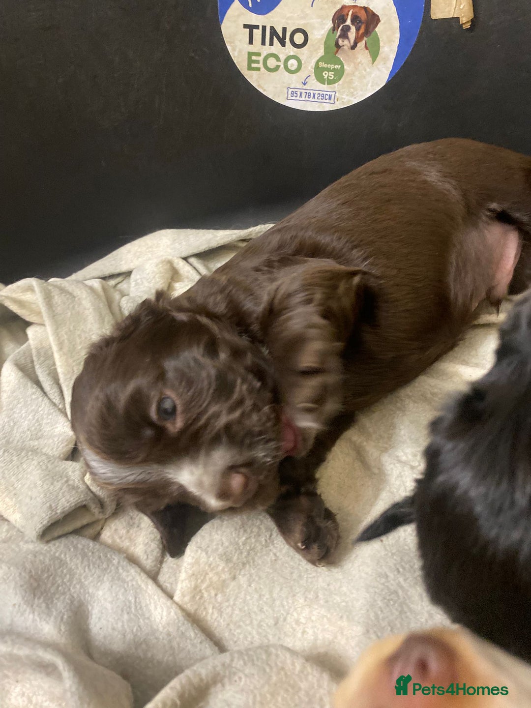 Cocker Spaniel dogs for sale: Stunning KC Reg Cocker Spaniel Pups Choco/Black - Image 28