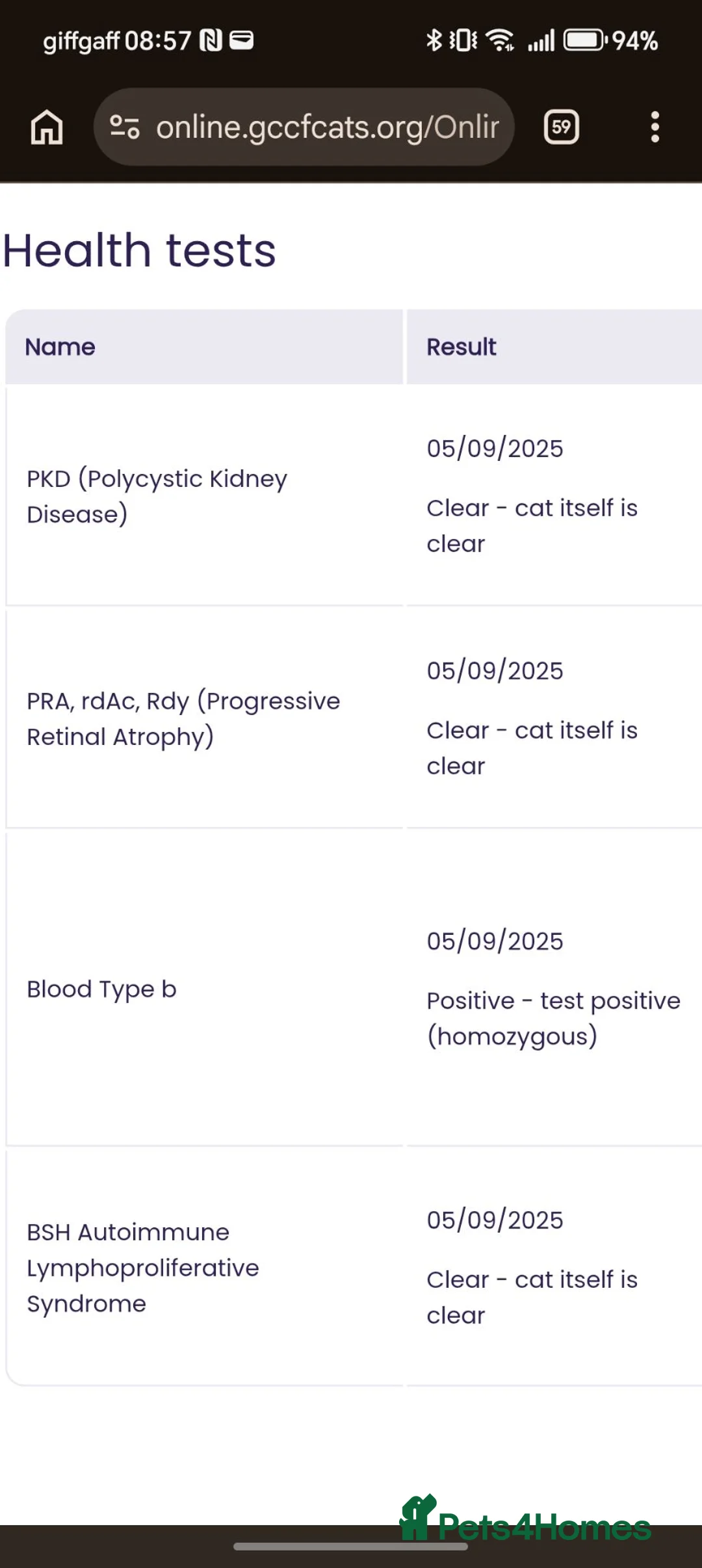 British Shorthair cats for sale: *GCCF Active Female* DNA Health Tested* - Advert 4