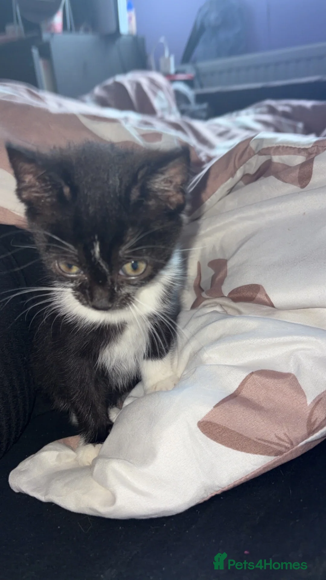 Mixed Breed cats for sale: Misse - Advert 2
