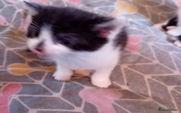 Mixed Breed cats for sale: Male and female kittens for sale  - Image 8