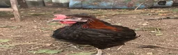 Chickens poultry for sale: Rooster free - Advert 2
