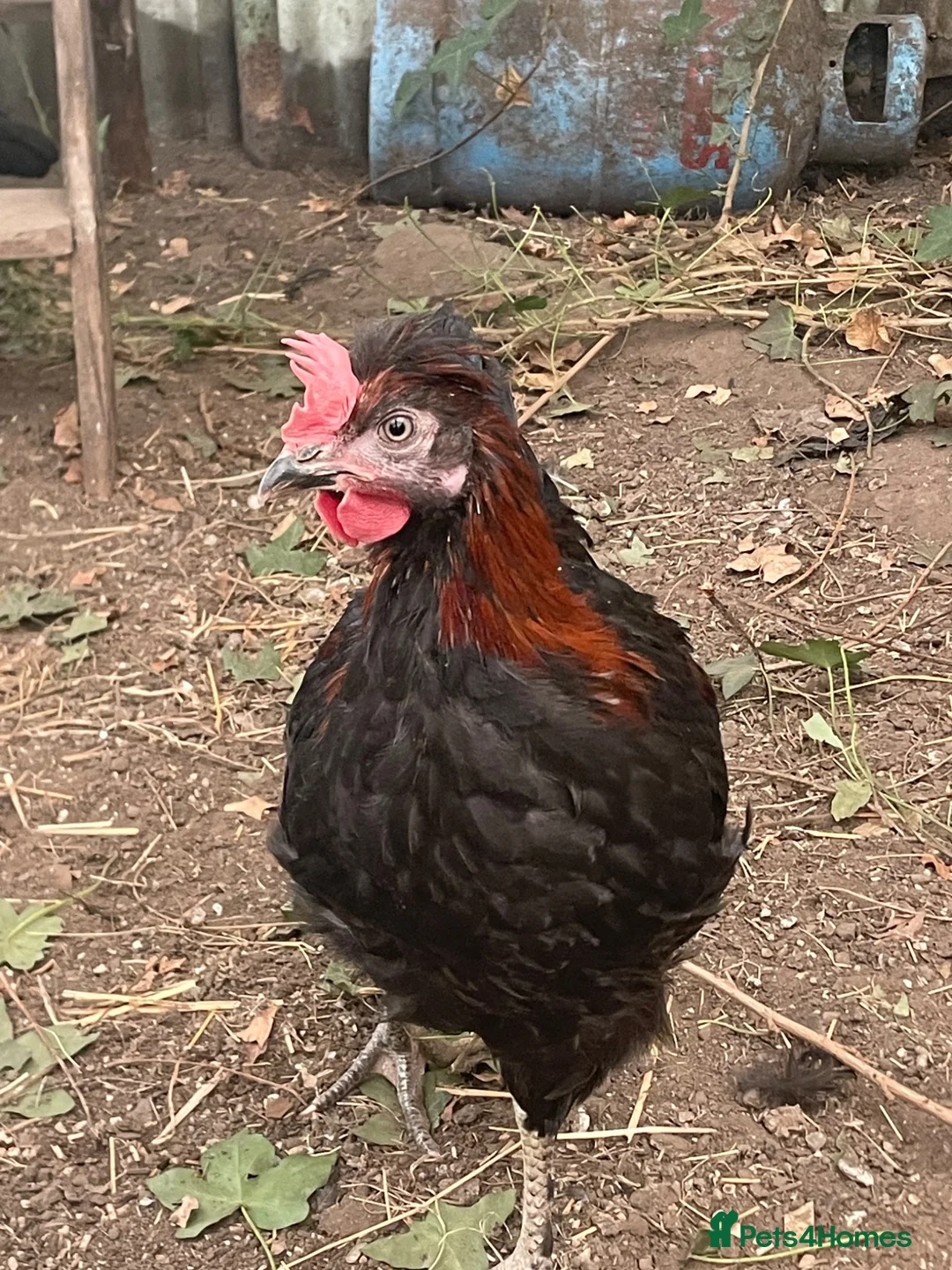 Chickens poultry for sale: Rooster free - Advert 2