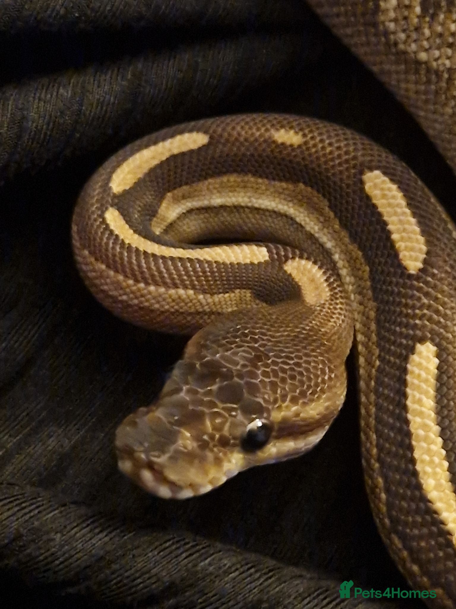 Python Snake reptiles Mojave Cinnamon royal python  - Advert 2