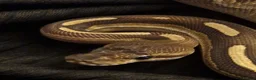 Python Snake reptiles for sale: Mojave Cinnamon royal python  in Colchester - Advert 2
