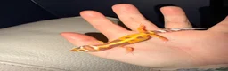 Gecko reptiles for sale: Crested geckos and leopard geckos  - Advert 2