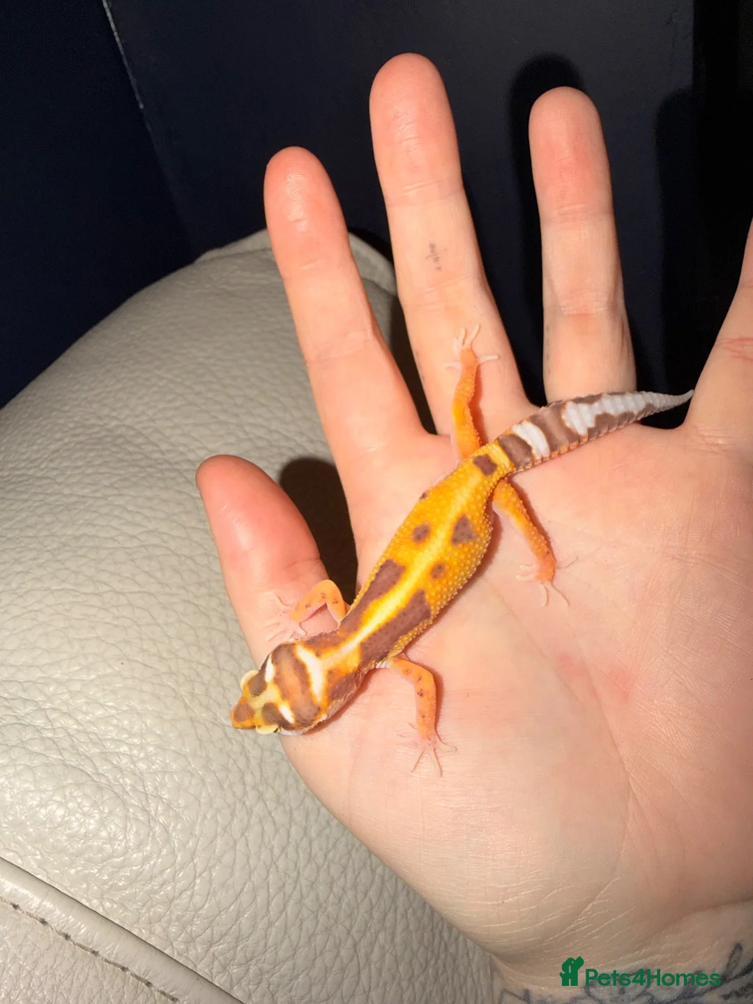 Gecko reptiles for sale: Crested geckos and leopard geckos  - Advert 2