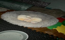 Ferret rodents for sale: 3 hobs for sale - Image 2