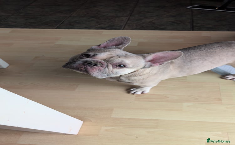 French Bulldog dogs - Advert 1