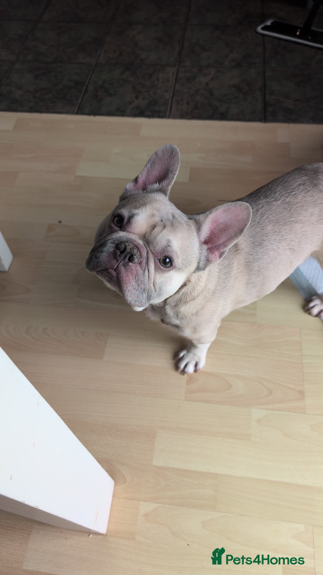 French Bulldog dogs for sale: French Bulldog  - Image 1