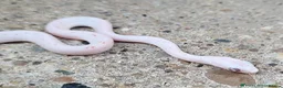 Corn Snake reptiles for sale: 2026 corn snakes - Advert 8