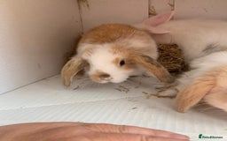 Mini Lop rabbits for sale: mini lop babies - Image 3