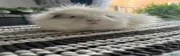 Guinea Pig rodents for sale: Swiss boars - Advert 2