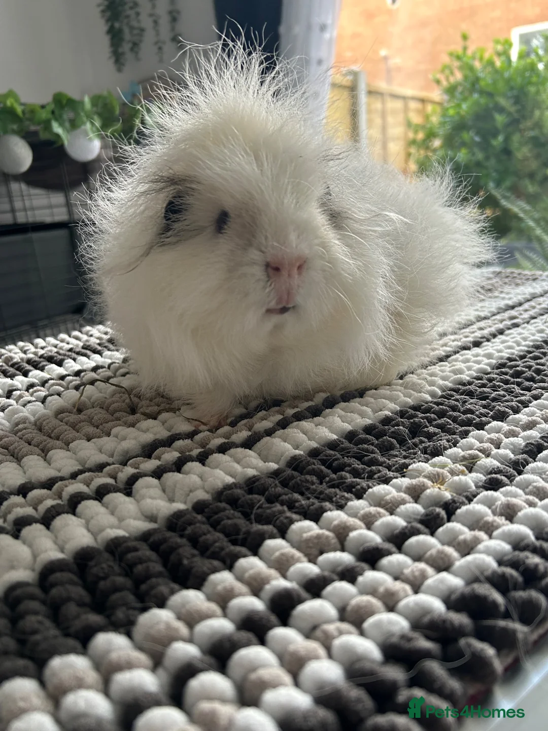 Guinea Pig rodents for sale: Swiss boars - Advert 2