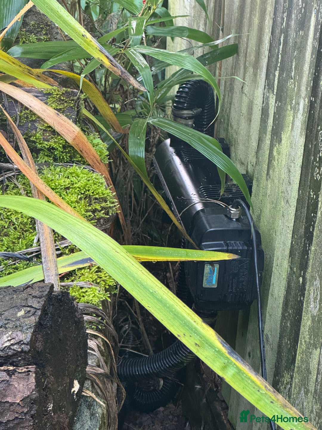 Koi Carp fish for sale: School of Koi/Koi carp  - Advert 5