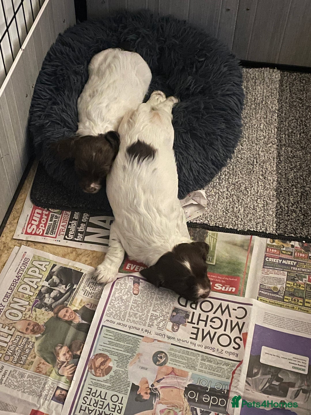 English Springer Spaniel dogs for sale: Working springer bitch - Image 2