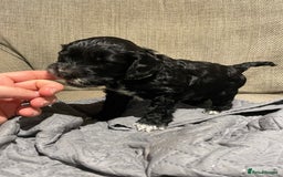 Cockapoo dogs for sale: F1 Cockerpoo pups. KC parents & health tests - Image 9