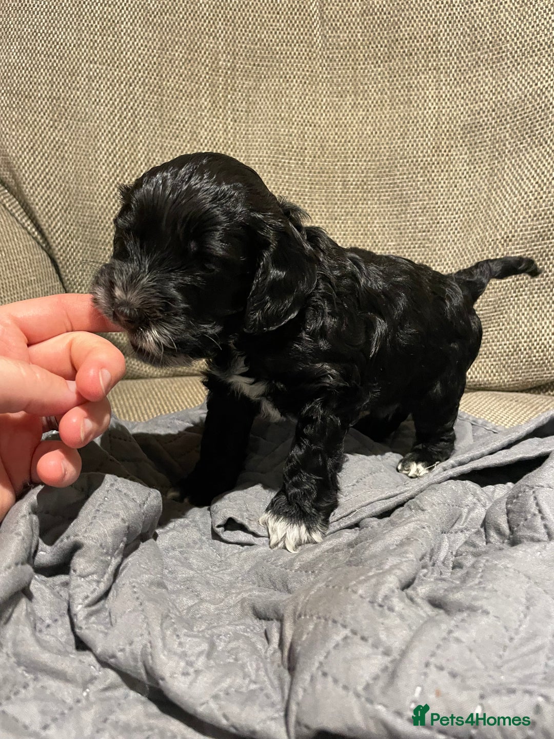 Cockapoo dogs for sale: F1 Cockerpoo pups. KC parents & health tests - Image 9