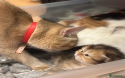 British Longhair cats for sale: Looking for a new family!!!!  - Image 21